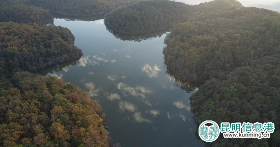 “一棵古树茶”景谷基地 “一棵古树茶”景谷基地