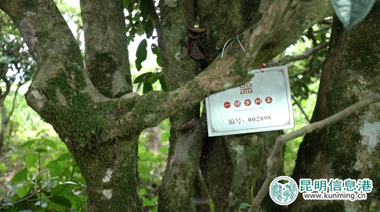 百年古树茶单株认领 百年古树茶单株认领