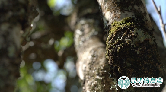 古茶树认养,实现云南古茶树保护性采摘 古茶树认养,实现云南古茶树保护性采摘