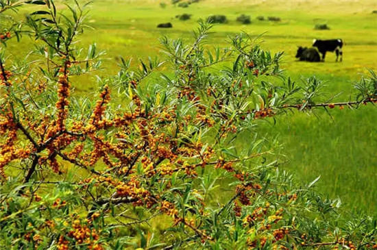 这座塞上小城 为什么得到总书记点赞