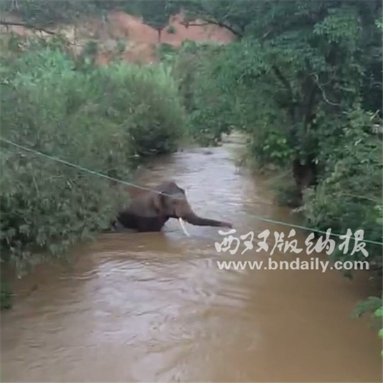 20余头野象出没勐腊县勐满农场满园生产队辖区胶林