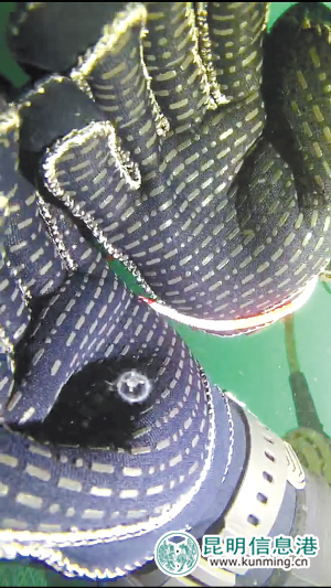 “水中大熊猫”桃花水母现身抚仙湖 证明水质良好 “水中大熊猫”桃花水母现身抚仙湖 证明水质良好