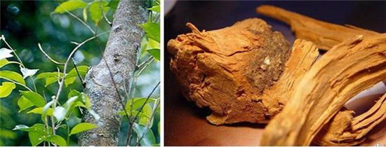 怪事有因：海昏侯墓中的千年奇香从何而来