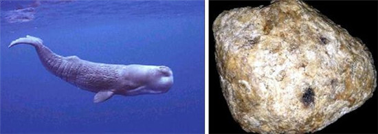 怪事有因：海昏侯墓中的千年奇香从何而来