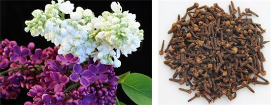 怪事有因：海昏侯墓中的千年奇香从何而来