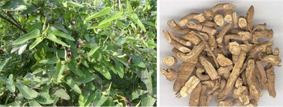 怪事有因：海昏侯墓中的千年奇香从何而来