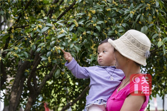 9月初赏桂正当时 昆明9月赏花攻略拿走不谢