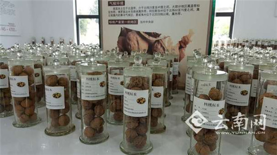 摩尔农庄科技创新延伸产业链 小核桃做成大产业