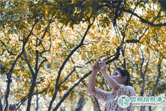 又到昆明丹桂飘香时 快来八大公园闻香赏桂