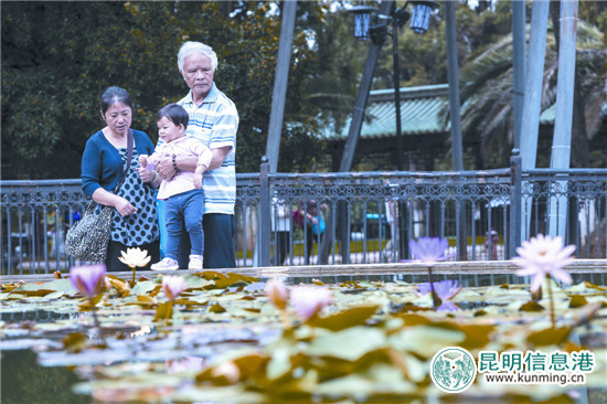 又到昆明丹桂飘香时 快来八大公园闻香赏桂