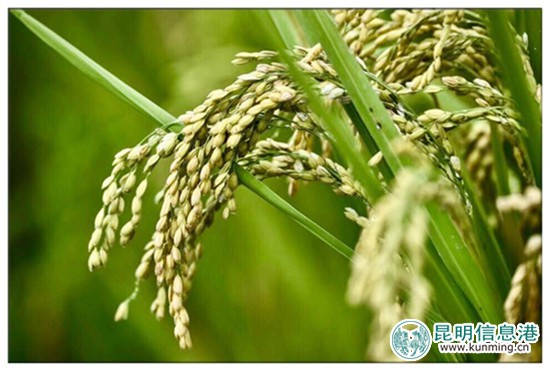 9月23日至10月8日寻甸举办“摸鱼节”暨“民族美食节” 9月23日至10月8日寻甸举办“摸鱼节”暨“民族美食节”