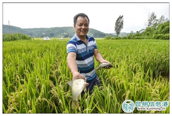 9月23日至10月8日寻甸举办“摸鱼节”暨“民族美食节” 9月23日至10月8日寻甸举办“摸鱼节”暨“民族美食节”