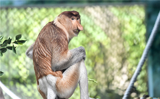 中国首次引进濒危物种大鼻猴