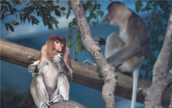 中国首次引进濒危物种大鼻猴 中国首次引进濒危物种大鼻猴