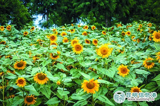 捞渔河公园30万株向日葵盛开迎客 花期到10月底 捞渔河公园30万株向日葵盛开迎客 花期到10月底
