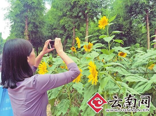 30万株向日葵迎来盛花期 捞渔河湿地公园又一波花海来袭 30万株向日葵迎来盛花期 捞渔河湿地公园又一波花海来袭