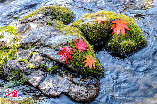 辽宁本溪：醉美红叶色彩斑斓惊游人