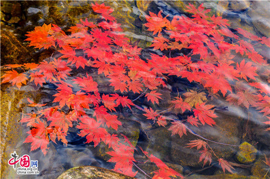 辽宁本溪：醉美红叶色彩斑斓惊游人