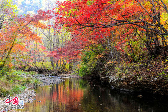 辽宁本溪：醉美红叶色彩斑斓惊游人