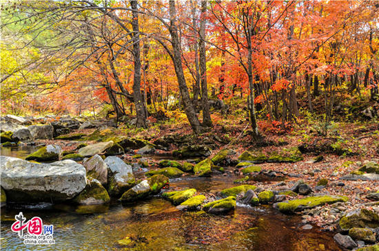 辽宁本溪：醉美红叶色彩斑斓惊游人