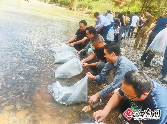 牛栏江珍稀特有鱼类繁殖放流活动举行 5万尾滇池金线鲃放流牛栏江 牛栏江珍稀特有鱼类繁殖放流活动举行 5万尾滇池金线鲃放流牛栏江