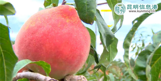 丽江“李勇雪桃”进入最佳采摘期 14余吨运抵昆明遭抢购