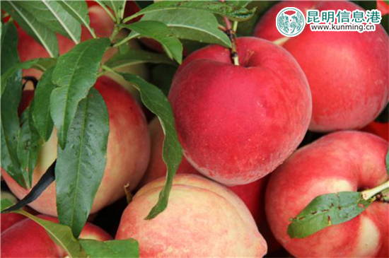 丽江“李勇雪桃”进入最佳采摘期 14余吨运抵昆明遭抢购