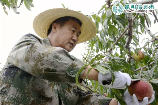 丽江“李勇雪桃”进入最佳采摘期 14余吨运抵昆明遭抢购