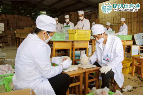 丽江“李勇雪桃”进入最佳采摘期 14余吨运抵昆明遭抢购