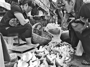 野生菌进入落潮期 鸡枞价格跳水最贵180元/公斤