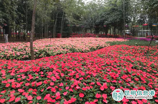 “花仙子”内林下花园景观。柏斌 摄