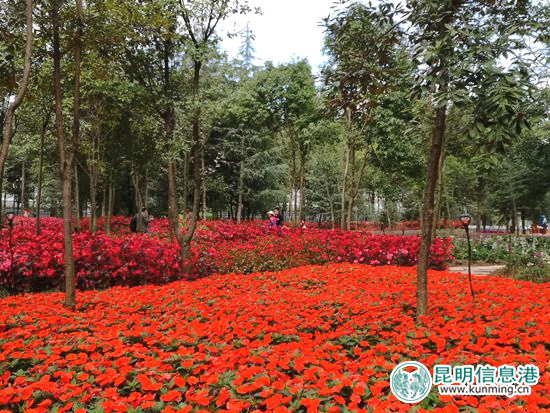 林下花海盛放。柏斌 摄