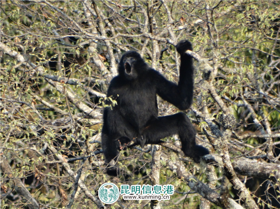 无量山哀牢山保护区首次监测到长臂猿“婚外恋”