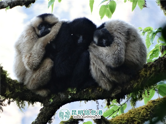 无量山哀牢山保护区首次监测到长臂猿“婚外恋”
