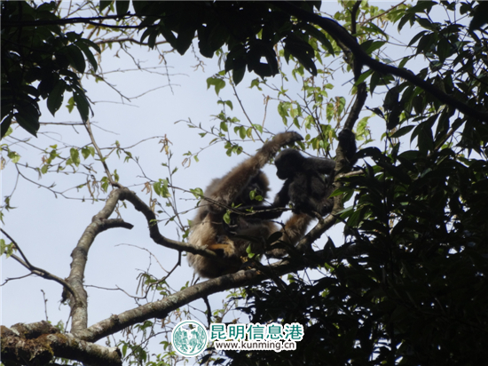 无量山哀牢山保护区首次监测到长臂猿“婚外恋”