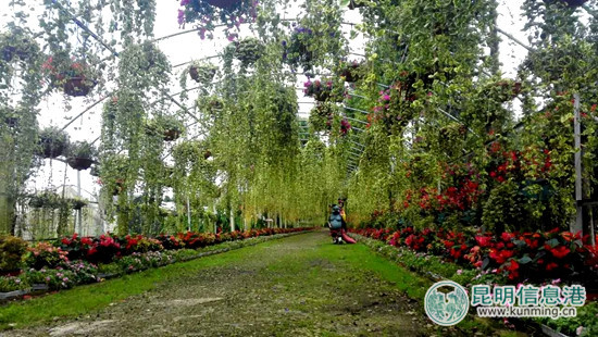 彩龙网友再次“约会花仙子” 共享“花样人生”