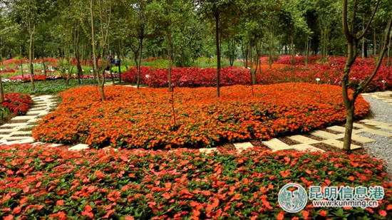 彩龙网友再次“约会花仙子” 共享“花样人生”