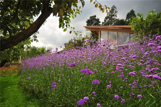 一丘田秋木箐宝珠梨庄园 可草坪烧烤摘果赏花