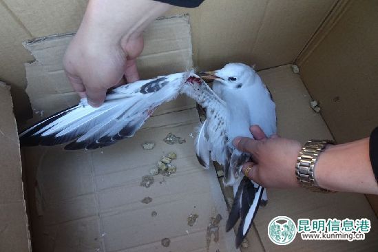 加大爱鸥护鸥宣传