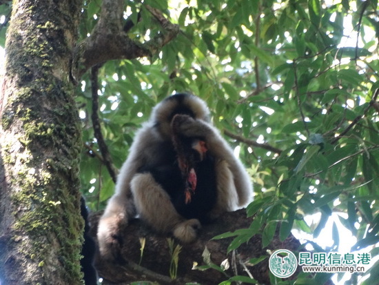 无量山自然保护区监测员拍到珍贵视频：长臂猿采食杜鹃花捕食鼯鼠