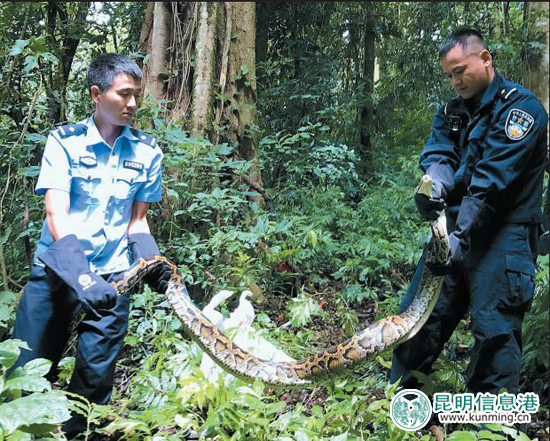 勐海森警放生3条缅甸蟒回归自然保护区