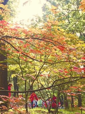 黑龙潭枫叶 黑龙潭枫叶