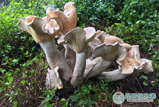 腾冲巨型大蘑菇