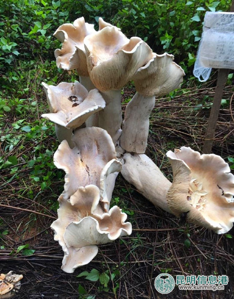 腾冲巨型大蘑菇