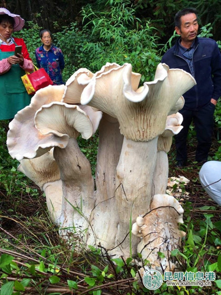腾冲巨型大蘑菇