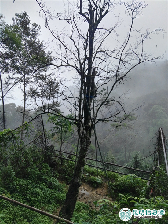 西双版纳热带植物园指导易武落水洞开展茶树王保护工作