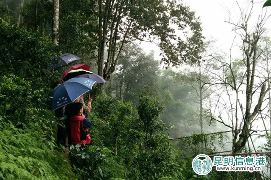 西双版纳热带植物园指导易武落水洞开展茶树王保护工作