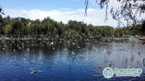 翠湖公园提前应对“观鸥季” 开展全园病毒消杀工作