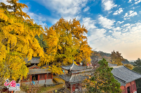 沂水灵泉寺银杏树 唤醒沉睡的金色精灵