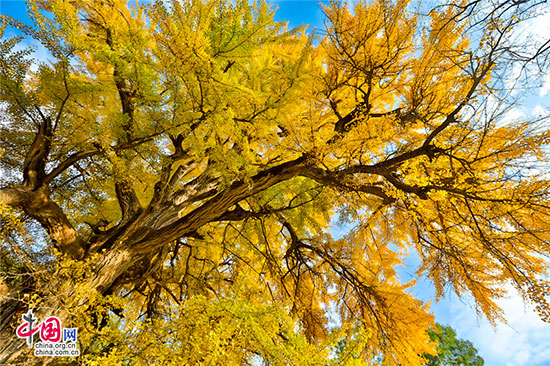 沂水灵泉寺银杏树 唤醒沉睡的金色精灵